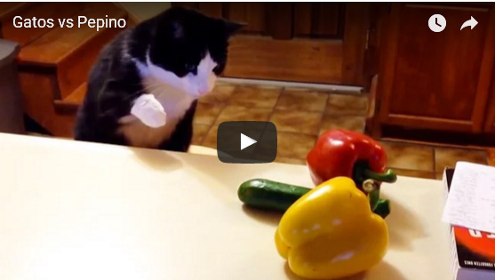 Vídeos de gatos: Gatos contra Pepinos