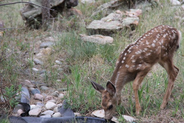 Baby Deer 