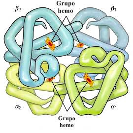 Proteína: estructura general y propiedades de las proteínas