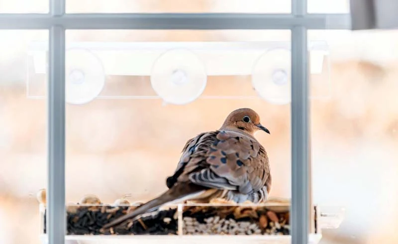 Why Do Birds Fly Into Windows, and Is There Anything You Can Do to Prevent It?