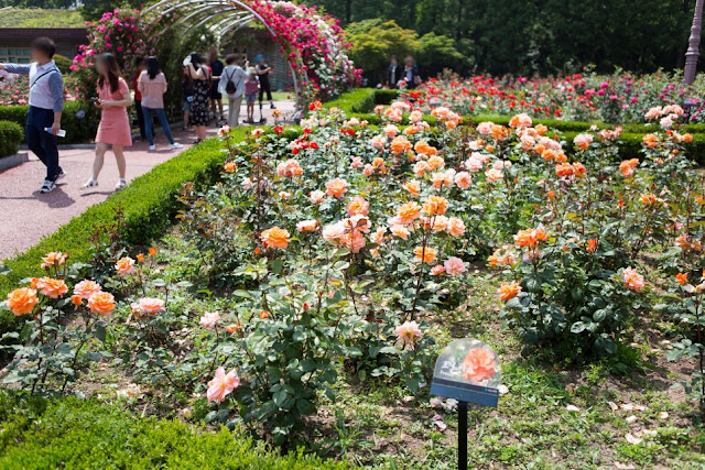 Incheon Grand Park - Rose Garden