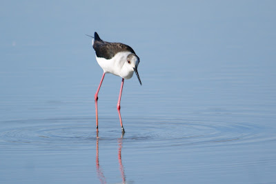 Steltklút - Steltkluut - Himantopus himantopus