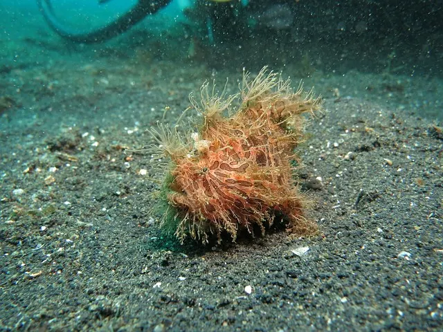 A sea urchin on the sand, with a frogfish nearby.