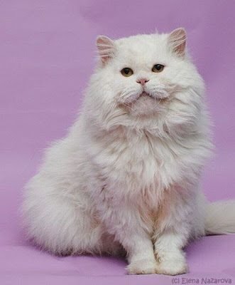 Amazing Cat Transformation Seen On www.coolpicturegallery.us
