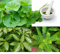 Jenis Tanaman Herbal berupa Daun Pegagan, Daun Kecibeling dan daun meniran