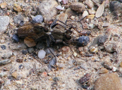 http://www.biodiversidadvirtual.org/insectarium/Asilinae-img400832.html