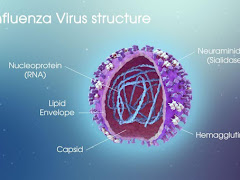 Apa Itu Virus Influenza, Punca, Simptom Dan Rawatannya