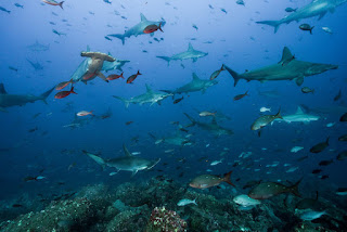 shark highway, cocos island, galapagos islands, sharks