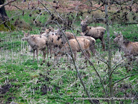 Bradgate deer