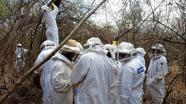 Cooperativa de Cocal oferece capacitação para apicultores