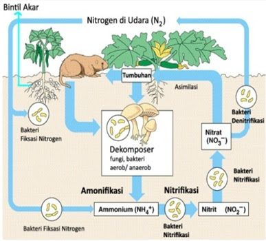 Siklus Nitrogen