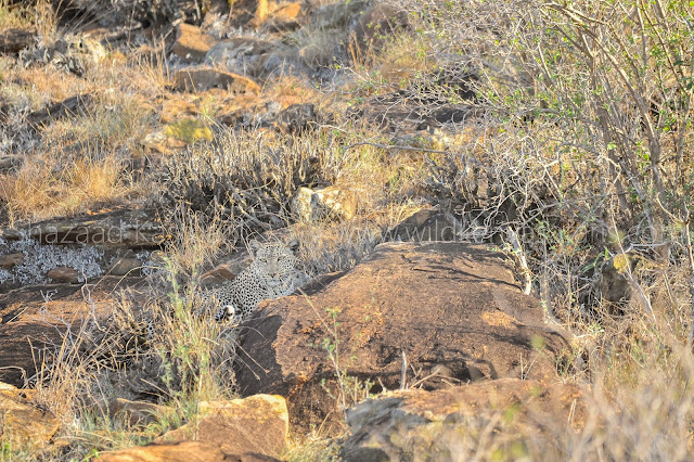 Leopard, Leopard Taita Hills, Taita Hills Safari, Wild Kenya Safaris, www.wildkenyasafaris.com, Safaris Kenya, Diani Beach Safaris, Shazaad Kasmani, Taita Hills, safari bookings mombasa, safari bookings diani beach, safari bookings kenya, safari bookings travel agency