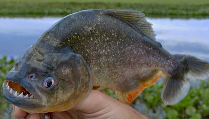 Berbagai Fakta dan Khasiat Ikan Piranha