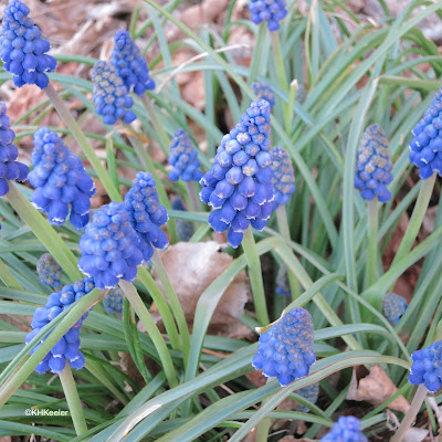 grape hyacinth, Muscari species