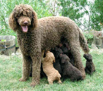 Poodles gigantes