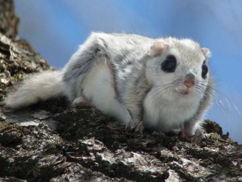 Japanese Dwarf Flying Squirrel