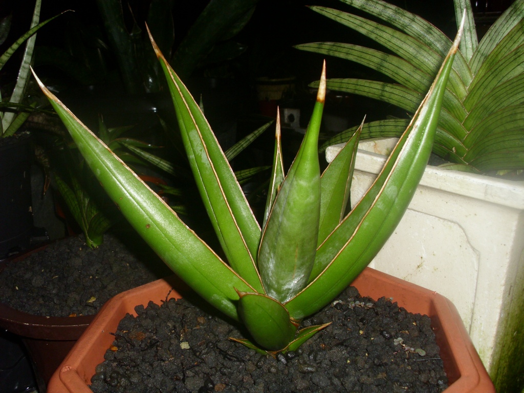 Koleksi Sansevieria 