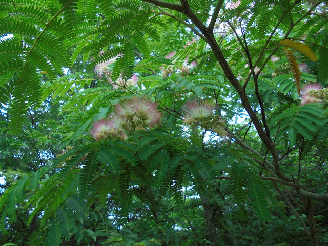 ネムノキは甘い香り