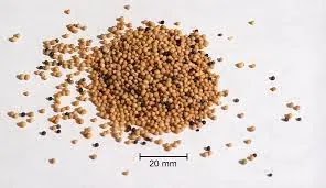 benefits of mustard. Brown Mustard Seed
