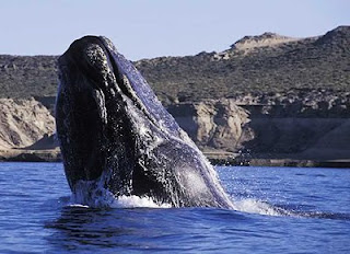 Right whale photo from whale watching boat in Peninsula Valdes