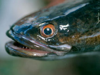 129 Umpan mancing Jitu Ikan Gabus di Sungai dan Rawa Terbaik