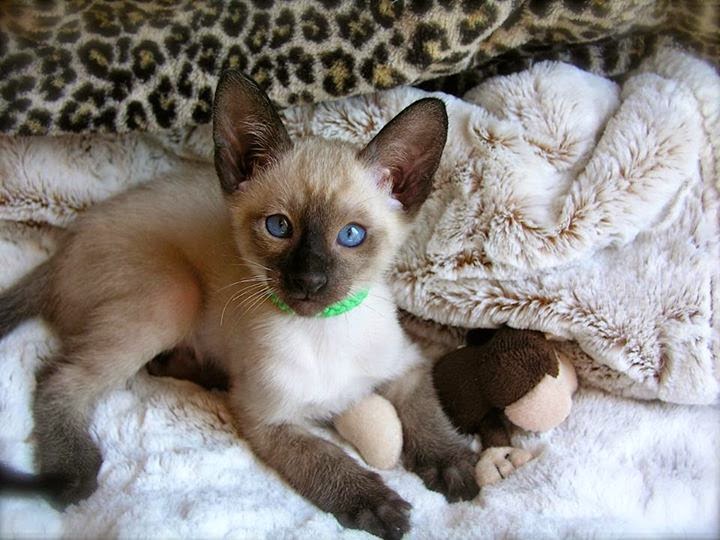 Carolina Blues Cattery Siamese Kittens for Sale