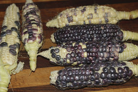 Purple sweet corn Australia, Immali corn
