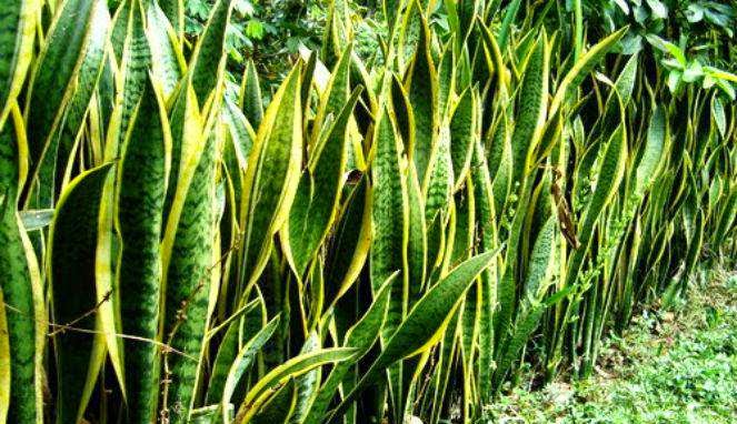 Jual berbagai macam  tanaman hias sensiviera aglonema 