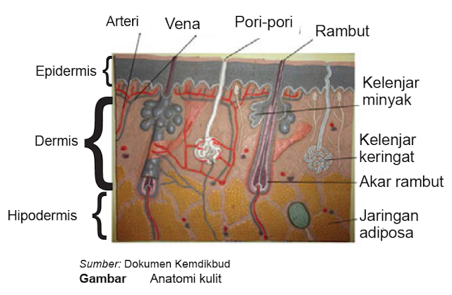 anatomi kulit
