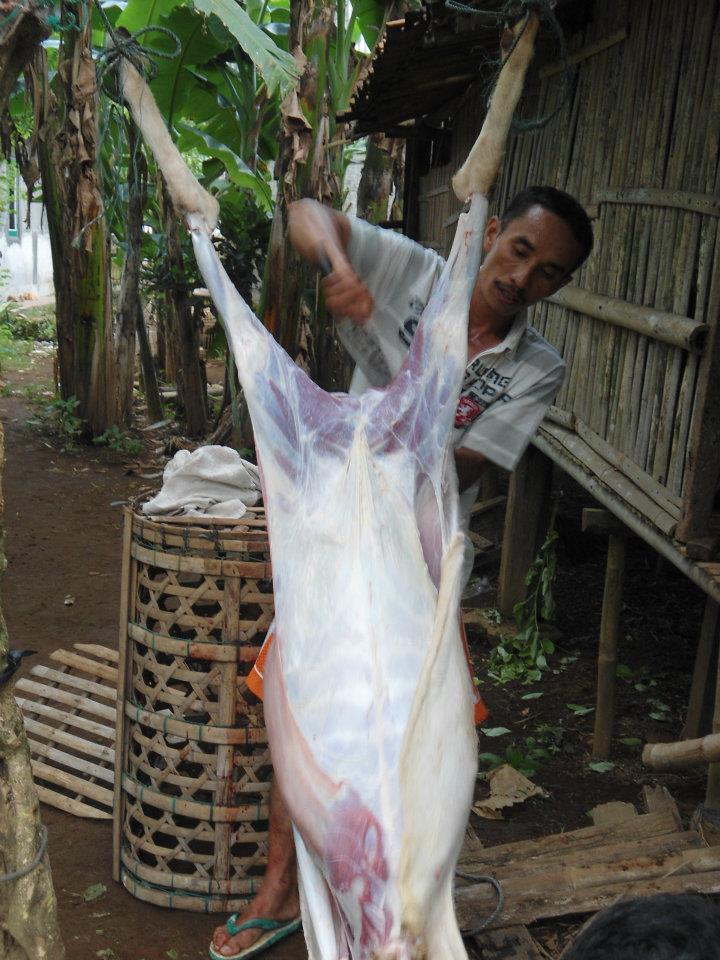 ternak sapi potong jawa timur