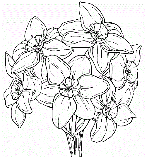 Download More Daffodil Coloring Pages
