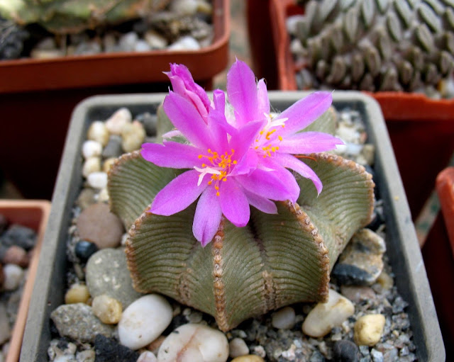 xuong-rong-aztekium-hintonii