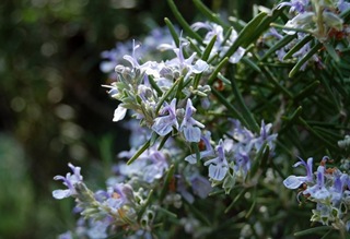 Rosemary or Rosmarinus officinalis