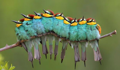 Caterpillar in Birds Illusion