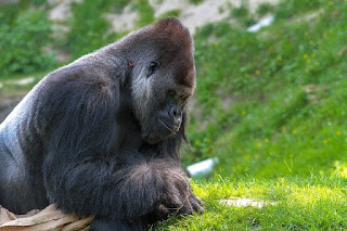 15 shocking facts about Gorillas_Fun Through Facts