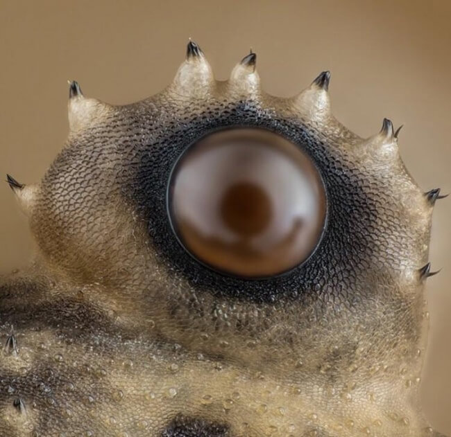 22 Breathtaking Images Of Things You've Never Seen Before - A spider’s eye under a microscope