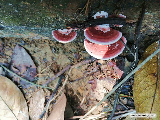 Flora & Fauna in Gasing Hill, PJ