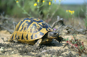 Tortuga mora Testudo graeca