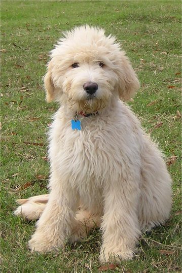 goldendoodle. girlfriend Goldendoodle