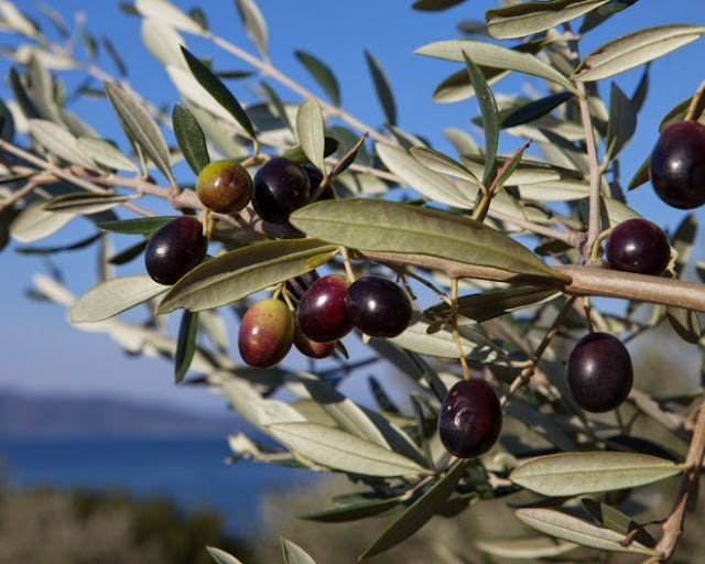 Olives Corses