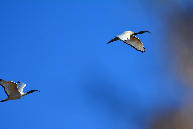 Threskiornis aethiopicus