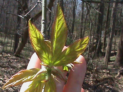 pictures of elm tree leaves. elm tree leaf.