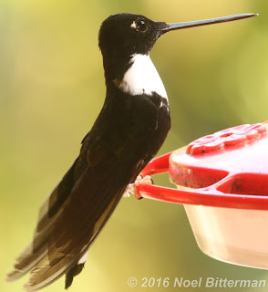 Collared Inca