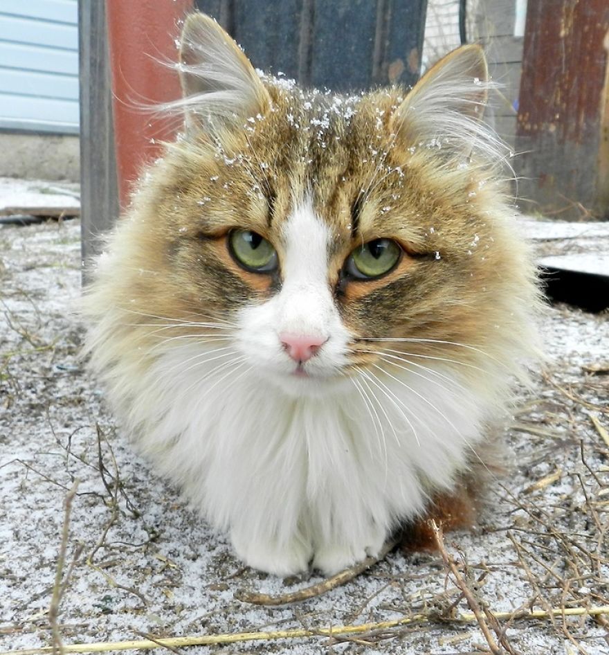 pets at home cats