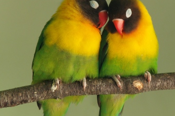 Cara Jitu Menjodohkan Burung Lovebird