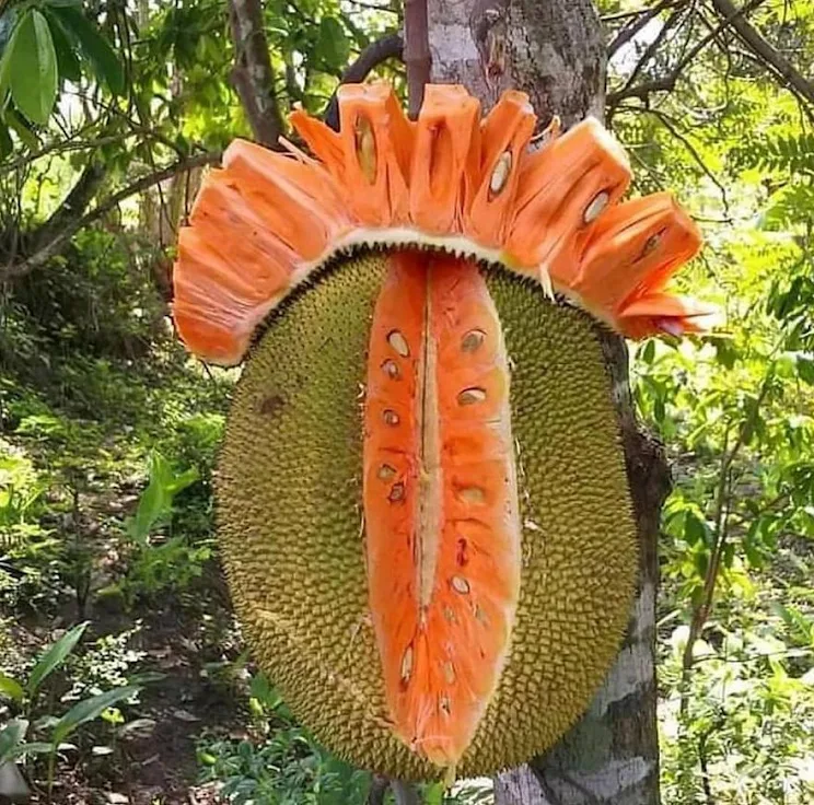jual bibit nangka merah terlaris siap melayani partai Kalimantan Barat