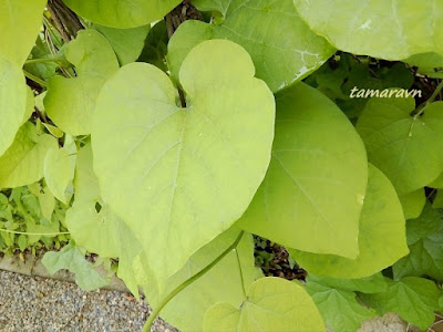 Кирказон маньчжурский / Аристолохия маньчжурская (Aristolochia manshuriensis)