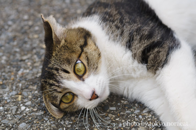 野良猫写真