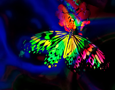 Butterfly Wallpaper