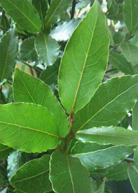 Bay Laurel / Sweet Bay leaves